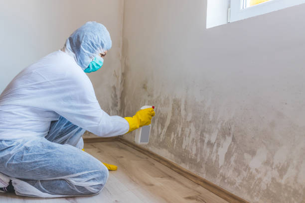 Licensed Mold Remediation service in Bloomfield, NY - WQB Mold Removal
